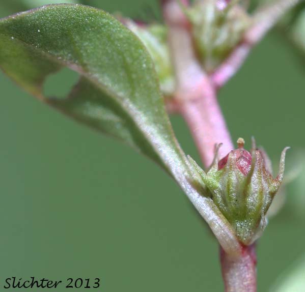 Purslane Loosestrife, Spatulaleaf Loosestrife, Spatula-leaf Loosestrife, Water Purslane: Lythrum portula (Synonym: Peplis portula)